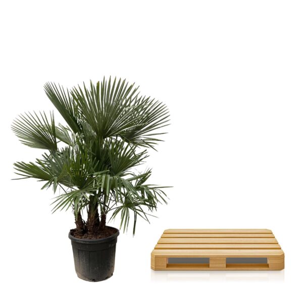 Trachycarpus multi stam en pot Ø50cm. Plante verte type Trachycarpus multi stam, livrée en pot, idéale pour intérieur lumineux. – Image 2