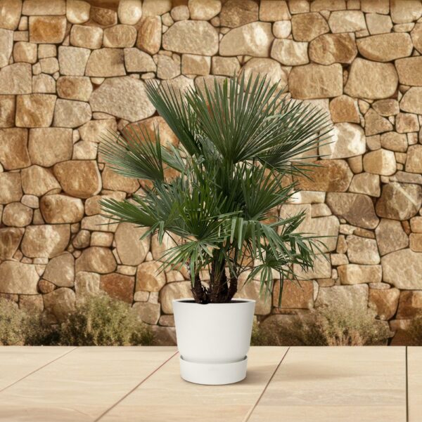 Trachycarpus multi stam en pot Ø50cm. Plante verte type Trachycarpus multi stam, livrée en pot, idéale pour intérieur lumineux. – Image 3
