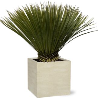 Yucca Rostrata en pot Ø30cm. Plante verte type Yucca Rostrata, livrée en pot, idéale pour intérieur lumineux.