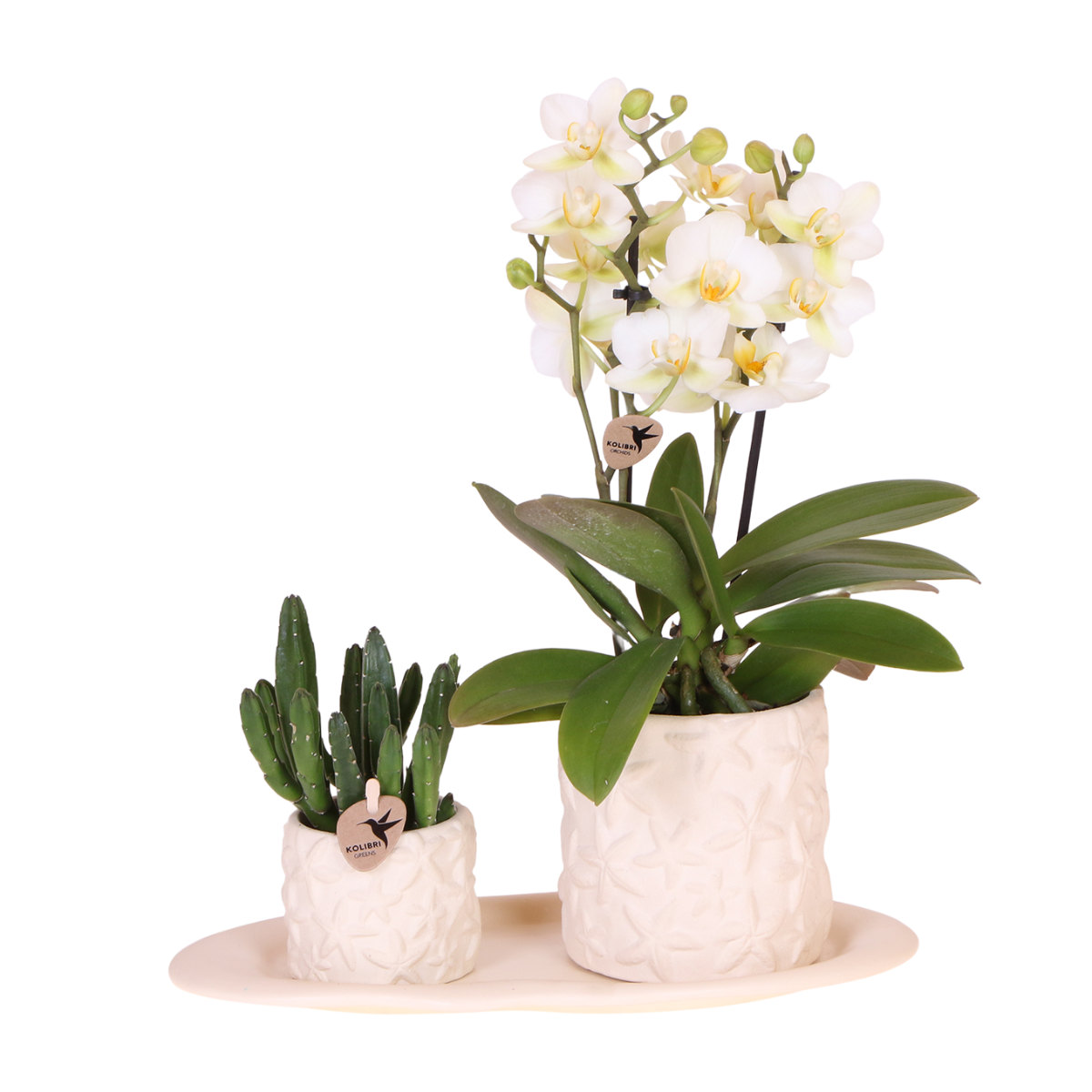 Kolibri Company | Plantenset Star Fish small | Witte Phalaenopsis Orchidee Lausanne en Succulent incl. keramieken sierpotten op wit organisch dienblad en pot. Plante verte type Kolibri Company | Plantenset Star Fish small | Witte Phalaenopsis Orchidee Lausanne en Succulent incl. keramieken sierpotten op wit organisch dienblad, livrée en pot, idéale pour intérieur lumineux.