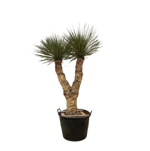 Yucca Rostrata Hidra en pot Ø60cm. Plante verte type Yucca Rostrata Hidra, livrée en pot, idéale pour intérieur lumineux.