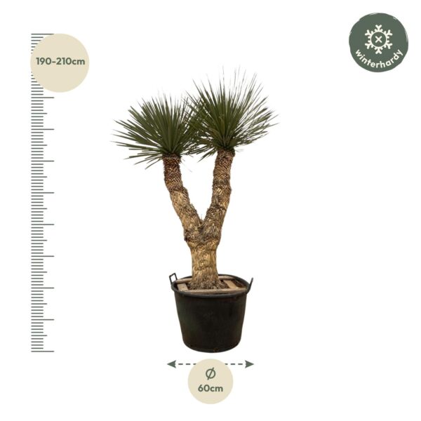 Yucca Rostrata Hidra en pot Ø60cm. Plante verte type Yucca Rostrata Hidra, livrée en pot, idéale pour intérieur lumineux. – Image 2