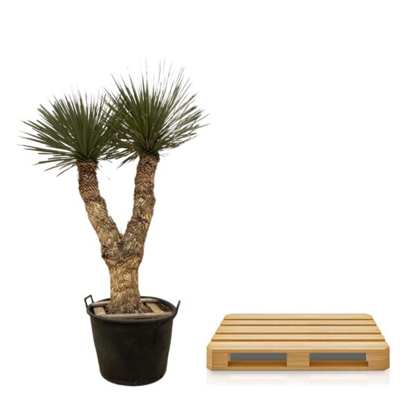 Yucca Rostrata Hidra en pot Ø60cm. Plante verte type Yucca Rostrata Hidra, livrée en pot, idéale pour intérieur lumineux. – Image 3