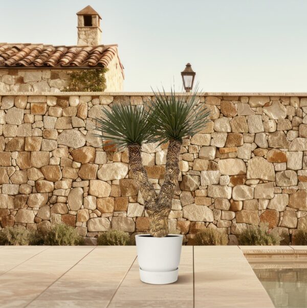 Yucca Rostrata Hidra en pot Ø60cm. Plante verte type Yucca Rostrata Hidra, livrée en pot, idéale pour intérieur lumineux. – Image 4