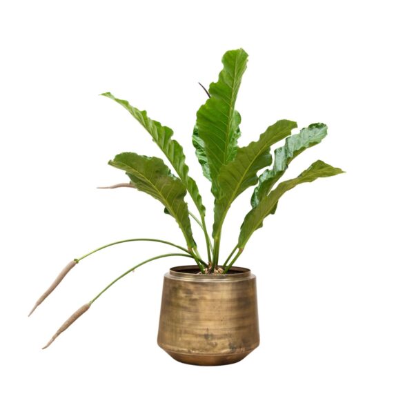 Anthurium Botanical King en pot Ø35cm. Plante verte type Anthurium Botanical King, livrée en pot, idéale pour intérieur lumineux.