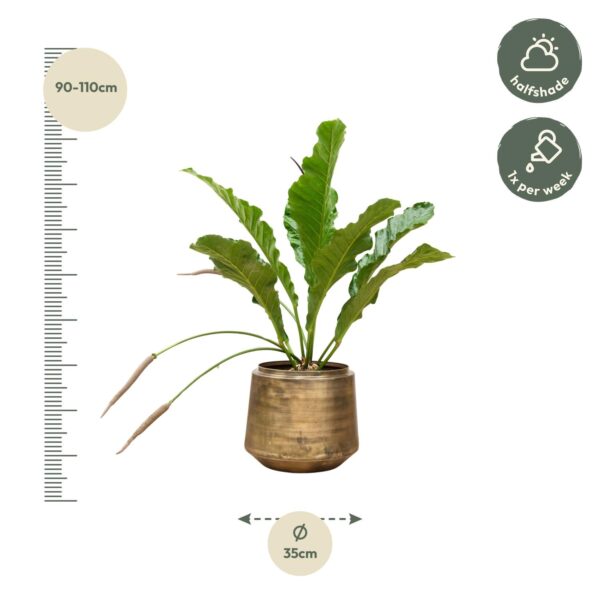 Anthurium Botanical King en pot Ø35cm. Plante verte type Anthurium Botanical King, livrée en pot, idéale pour intérieur lumineux. – Image 2