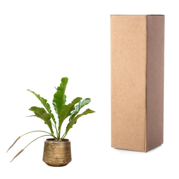 Anthurium Botanical King en pot Ø35cm. Plante verte type Anthurium Botanical King, livrée en pot, idéale pour intérieur lumineux. – Image 3