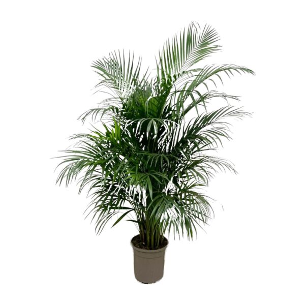 Dypsis Lutescens (Areca palm) 150 cm en pot Ø24cm. Plante verte type Dypsis Lutescens (Areca palm) 150 cm, livrée en pot, idéale pour intérieur lumineux.