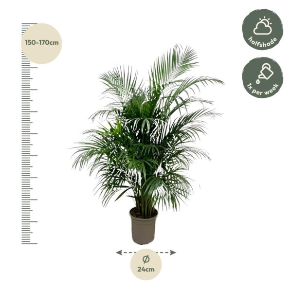Dypsis Lutescens (Areca palm) 150 cm en pot Ø24cm. Plante verte type Dypsis Lutescens (Areca palm) 150 cm, livrée en pot, idéale pour intérieur lumineux. – Image 2