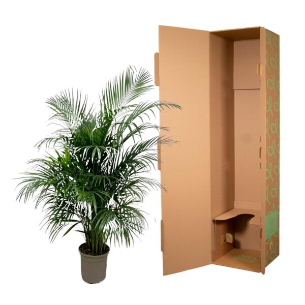 Dypsis Lutescens (Areca palm) 150 cm en pot Ø24cm. Plante verte type Dypsis Lutescens (Areca palm) 150 cm, livrée en pot, idéale pour intérieur lumineux. – Image 3