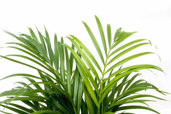 Dypsis Lutescens (Areca palm) 150 cm en pot Ø24cm. Plante verte type Dypsis Lutescens (Areca palm) 150 cm, livrée en pot, idéale pour intérieur lumineux. – Image 5
