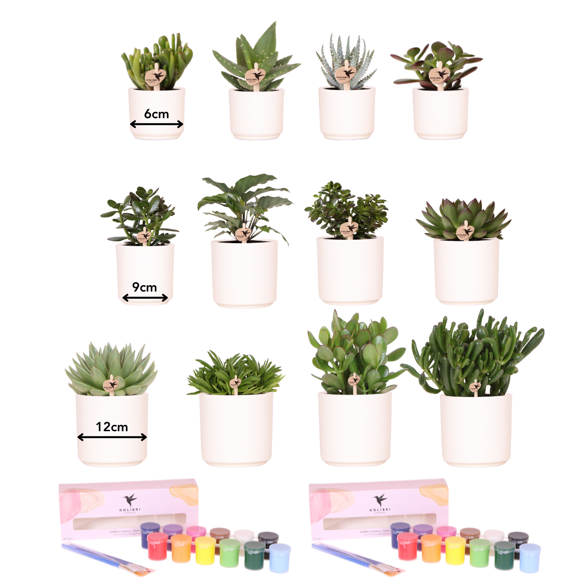 Kolibri Creatives | Verfpakket voor het schilderen van 12 bloempotten + succulenten | voor minimaal 4 personen | Ware kunstenaar en pot. Plante verte type Kolibri Creatives | Verfpakket voor het schilderen van 12 bloempotten + succulenten | voor minimaal 4 personen | Ware kunstenaar, livrée en pot, idéale pour intérieur lumineux.