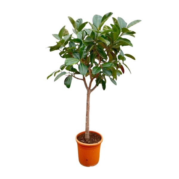 Ficus Elastica Robusta op stam en pot Ø40cm. Plante verte type Ficus Elastica Robusta op stam, livrée en pot, idéale pour intérieur lumineux.