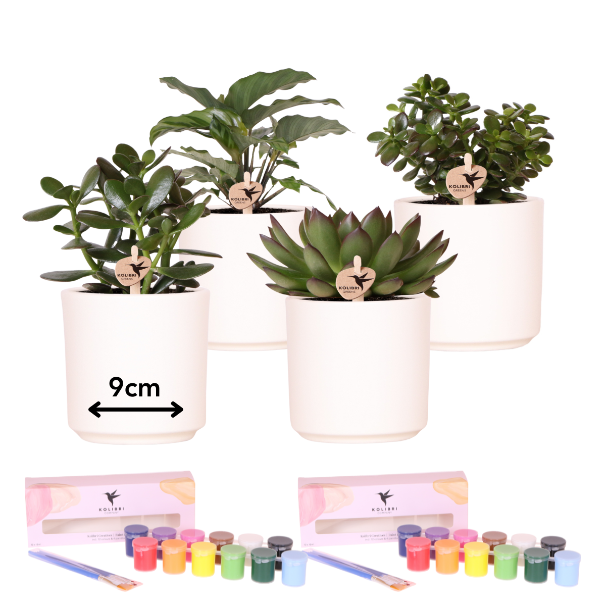 Kolibri Creatives | Verfpakket voor het schilderen van 4 bloempotten + succulenten | voor 4 personen | Beginnende artiest en pot. Plante verte type Kolibri Creatives | Verfpakket voor het schilderen van 4 bloempotten + succulenten | voor 4 personen | Beginnende artiest, livrée en pot, idéale pour intérieur lumineux.