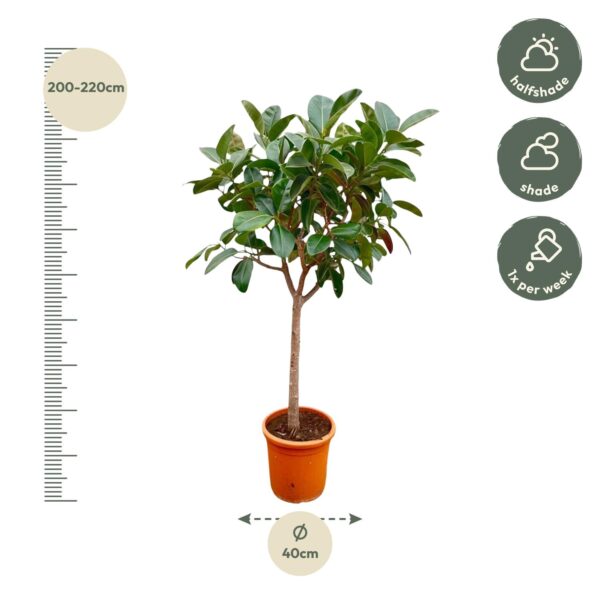 Ficus Elastica Robusta op stam en pot Ø40cm. Plante verte type Ficus Elastica Robusta op stam, livrée en pot, idéale pour intérieur lumineux. – Image 2
