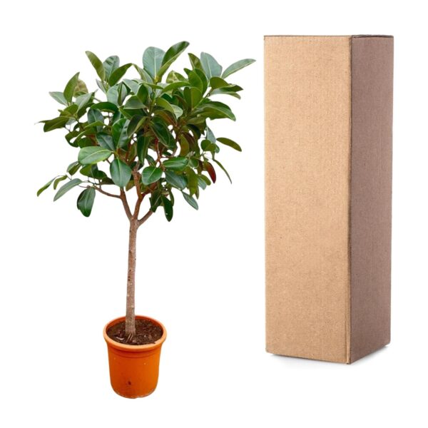 Ficus Elastica Robusta op stam en pot Ø40cm. Plante verte type Ficus Elastica Robusta op stam, livrée en pot, idéale pour intérieur lumineux. – Image 3