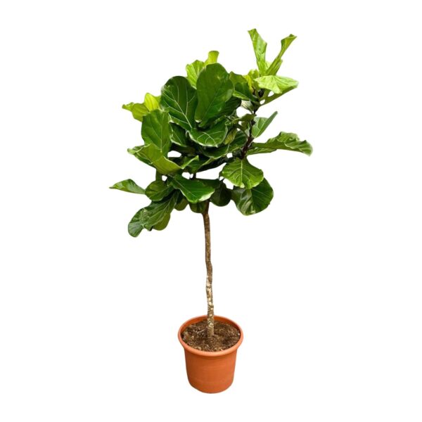 Ficus Lyrata boom XXL en pot Ø40cm. Plante verte type Ficus Lyrata boom XXL, livrée en pot, idéale pour intérieur lumineux.