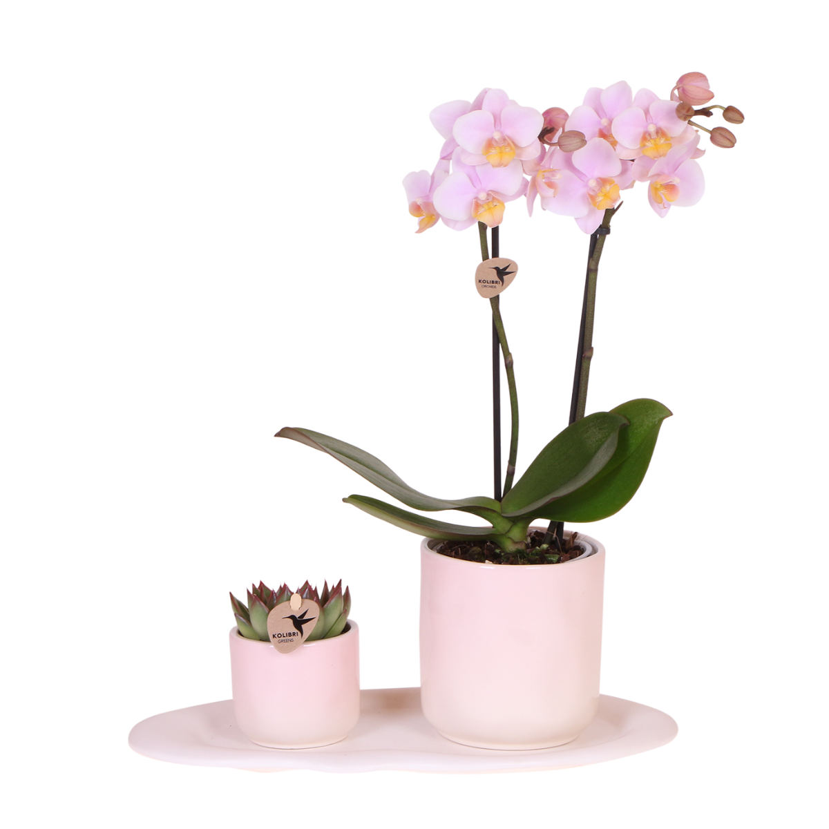 Kolibri Company | Plantenset Valentijn 'Gradience Pink' | Roze Phalaenopsis Orchidee Andorra en Succulent incl. keramieken sierpotten en pot. Plante verte type Kolibri Company | Plantenset Valentijn 'Gradience Pink' | Roze Phalaenopsis Orchidee Andorra en Succulent incl. keramieken sierpotten, livrée en pot, idéale pour intérieur lumineux.