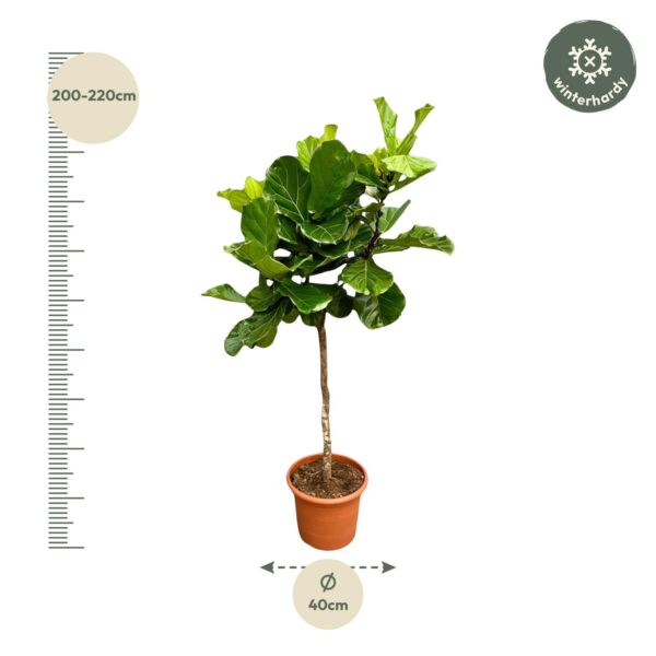 Ficus Lyrata boom XXL en pot Ø40cm. Plante verte type Ficus Lyrata boom XXL, livrée en pot, idéale pour intérieur lumineux. – Image 2
