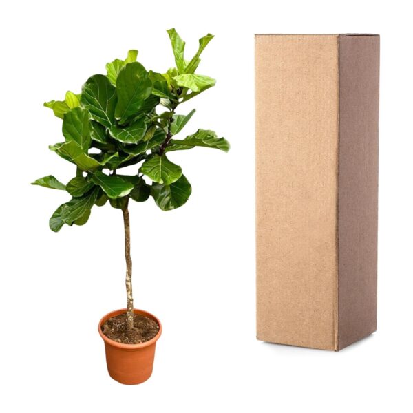Ficus Lyrata boom XXL en pot Ø40cm. Plante verte type Ficus Lyrata boom XXL, livrée en pot, idéale pour intérieur lumineux. – Image 3