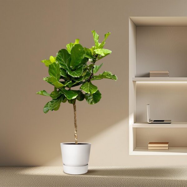 Ficus Lyrata boom XXL en pot Ø40cm. Plante verte type Ficus Lyrata boom XXL, livrée en pot, idéale pour intérieur lumineux. – Image 4