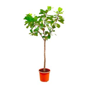 Ficus Lyrata boom XXXL en pot Ø45cm. Plante verte type Ficus Lyrata boom XXXL, livrée en pot, idéale pour intérieur lumineux.