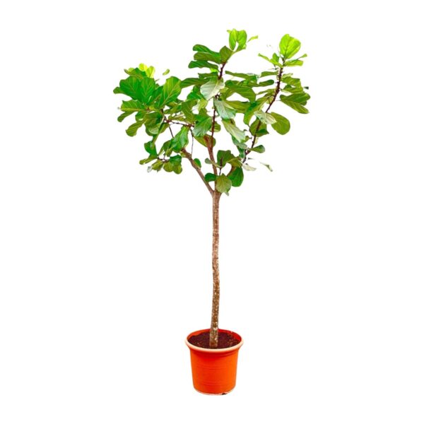 Ficus Lyrata boom XXXL en pot Ø45cm. Plante verte type Ficus Lyrata boom XXXL, livrée en pot, idéale pour intérieur lumineux.