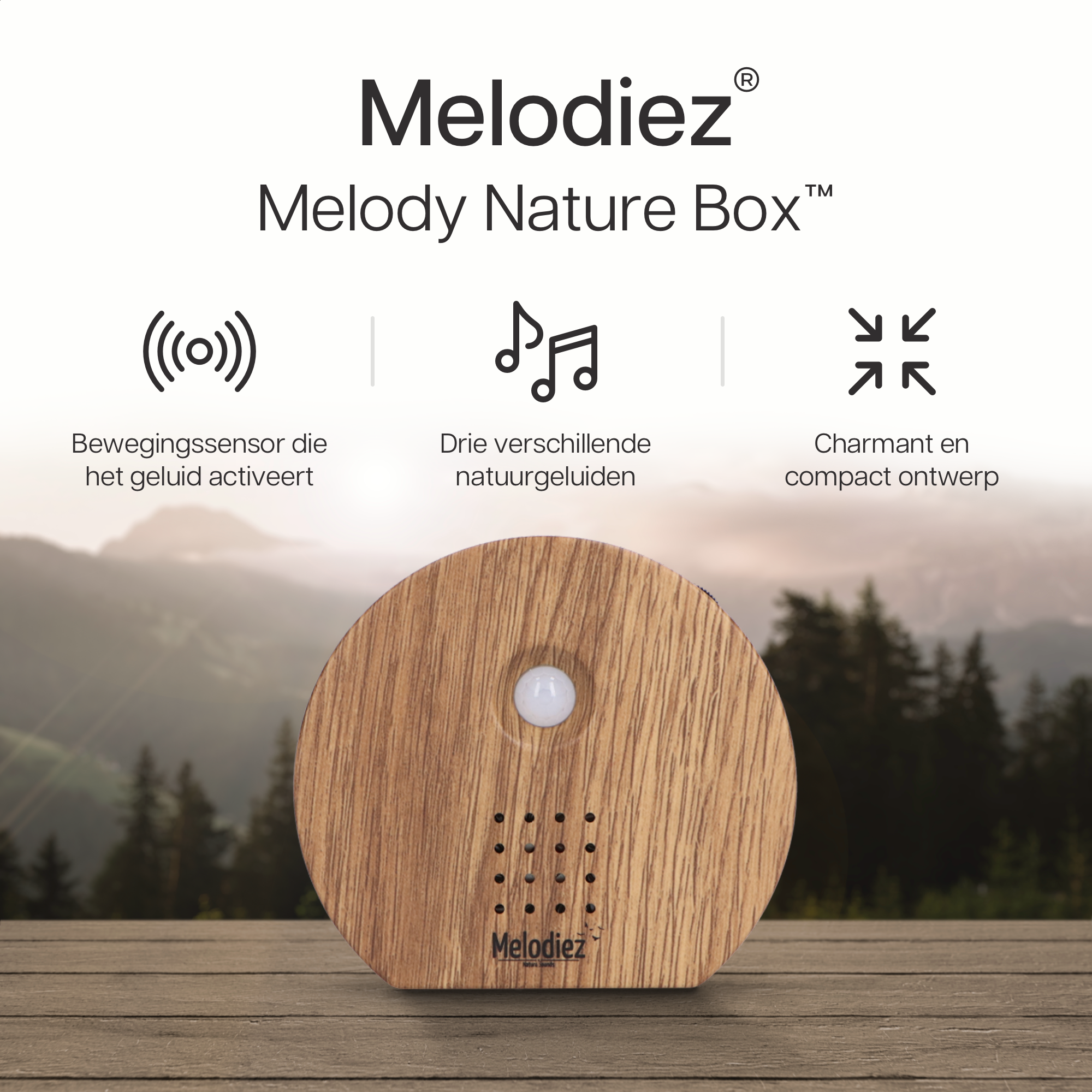 Melodiez music box en pot. Plante verte type Melodiez music box, livrée en pot, idéale pour intérieur lumineux. – Image 3