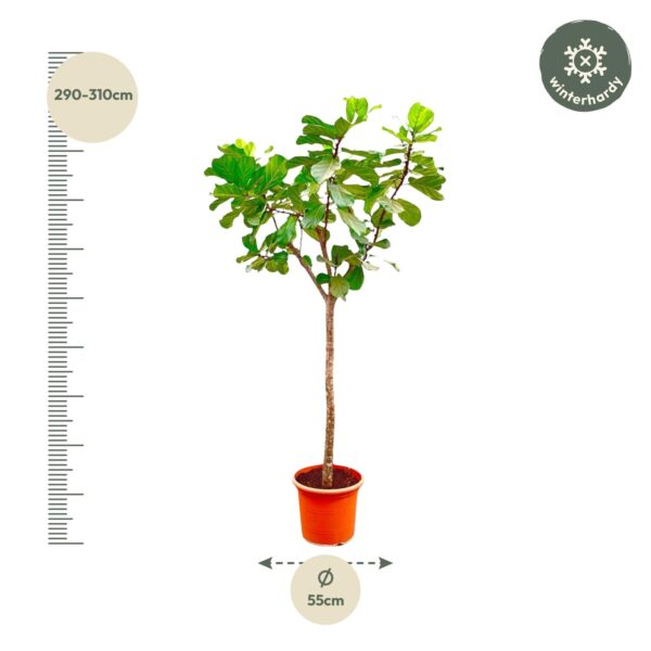 Ficus Lyrata boom XXXL en pot Ø45cm. Plante verte type Ficus Lyrata boom XXXL, livrée en pot, idéale pour intérieur lumineux. – Image 2