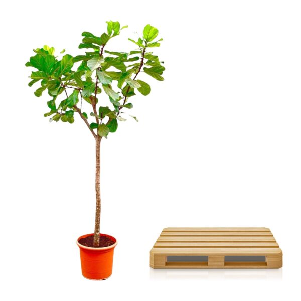 Ficus Lyrata boom XXXL en pot Ø45cm. Plante verte type Ficus Lyrata boom XXXL, livrée en pot, idéale pour intérieur lumineux. – Image 3