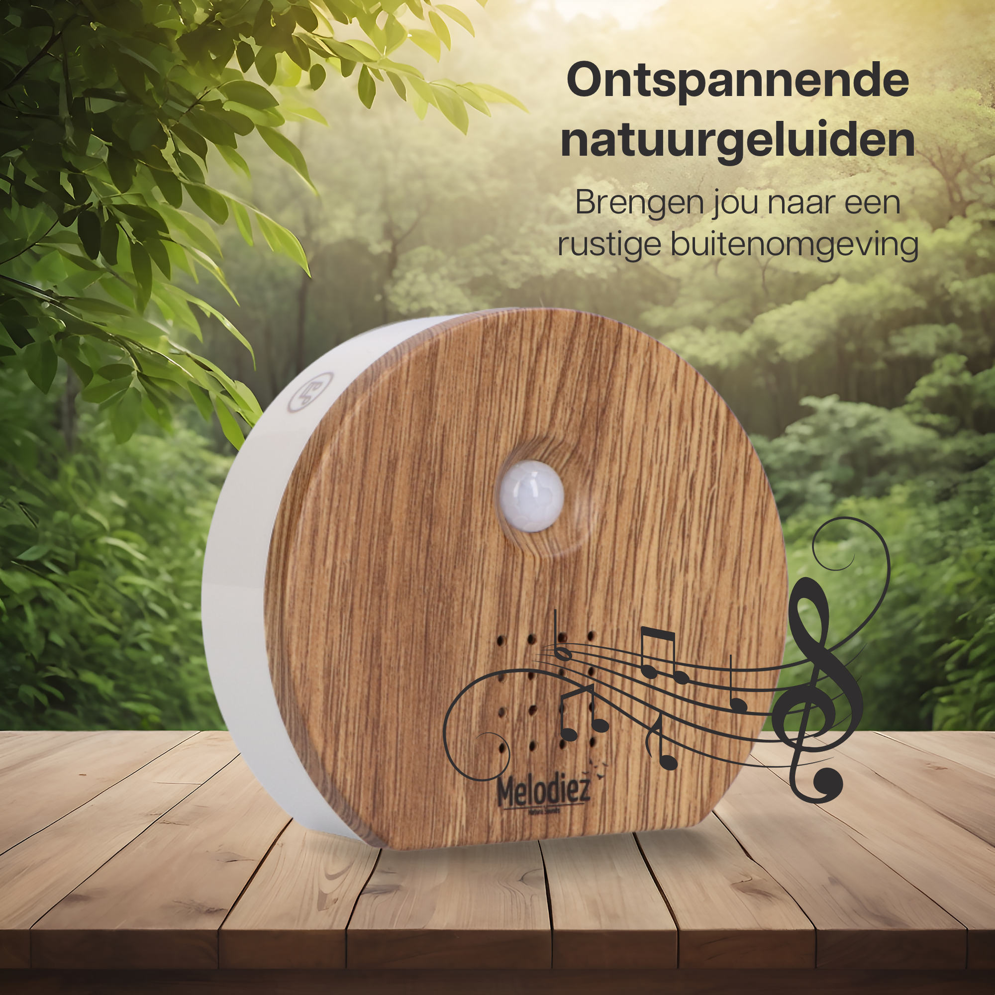 Melodiez music box en pot. Plante verte type Melodiez music box, livrée en pot, idéale pour intérieur lumineux. – Image 5