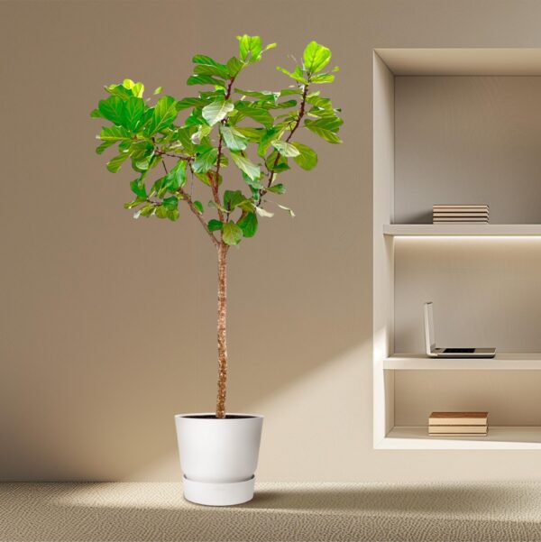 Ficus Lyrata boom XXXL en pot Ø45cm. Plante verte type Ficus Lyrata boom XXXL, livrée en pot, idéale pour intérieur lumineux. – Image 4