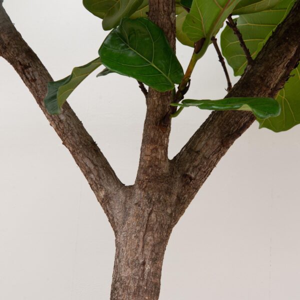 Ficus Lyrata boom XXXL en pot Ø45cm. Plante verte type Ficus Lyrata boom XXXL, livrée en pot, idéale pour intérieur lumineux. – Image 5