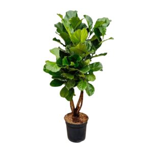 Ficus Lyrata vertakt XL en pot Ø32cm. Plante verte type Ficus Lyrata vertakt XL, livrée en pot, idéale pour intérieur lumineux.
