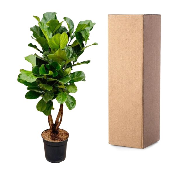 Ficus Lyrata vertakt XL en pot Ø32cm. Plante verte type Ficus Lyrata vertakt XL, livrée en pot, idéale pour intérieur lumineux. – Image 3