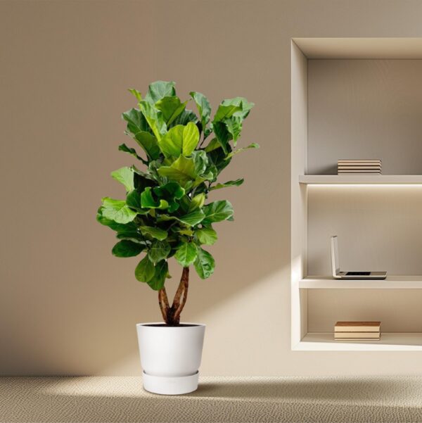 Ficus Lyrata vertakt XL en pot Ø32cm. Plante verte type Ficus Lyrata vertakt XL, livrée en pot, idéale pour intérieur lumineux. – Image 4