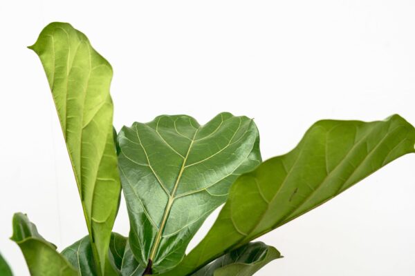 Ficus Lyrata vertakt XL en pot Ø32cm. Plante verte type Ficus Lyrata vertakt XL, livrée en pot, idéale pour intérieur lumineux. – Image 5