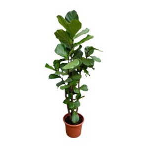 Ficus Lyrata vertakt XXL en pot Ø40cm. Plante verte type Ficus Lyrata vertakt XXL, livrée en pot, idéale pour intérieur lumineux.
