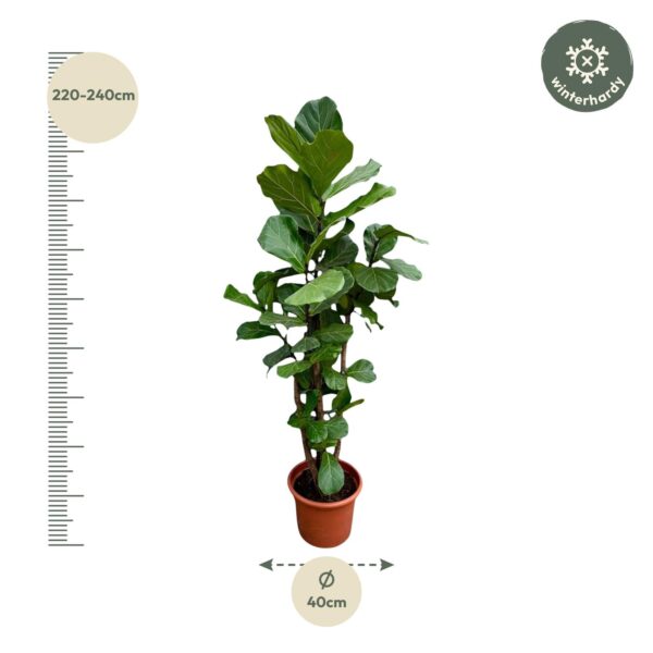 Ficus Lyrata vertakt XXL en pot Ø40cm. Plante verte type Ficus Lyrata vertakt XXL, livrée en pot, idéale pour intérieur lumineux. – Image 2
