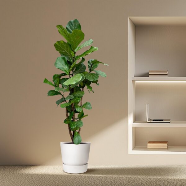 Ficus Lyrata vertakt XXL en pot Ø40cm. Plante verte type Ficus Lyrata vertakt XXL, livrée en pot, idéale pour intérieur lumineux. – Image 4