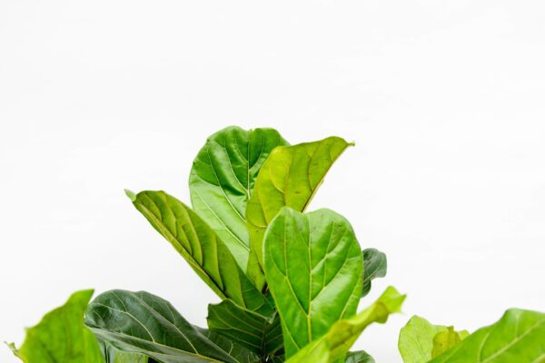 Ficus Lyrata vertakt XXL en pot Ø40cm. Plante verte type Ficus Lyrata vertakt XXL, livrée en pot, idéale pour intérieur lumineux. – Image 5