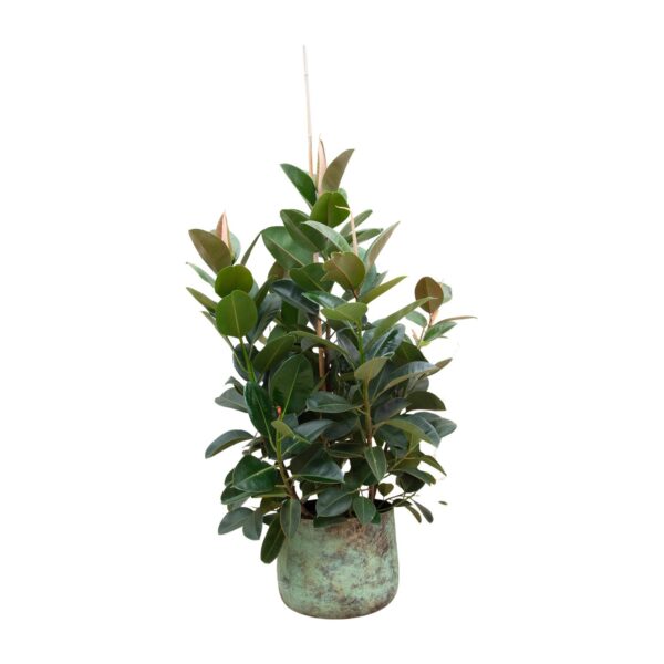Ficus Robusta vertakt en pot Ø38cm. Plante verte type Ficus Robusta vertakt, livrée en pot, idéale pour intérieur lumineux.