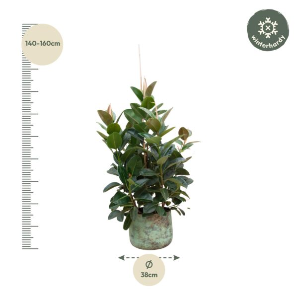 Ficus Robusta vertakt en pot Ø38cm. Plante verte type Ficus Robusta vertakt, livrée en pot, idéale pour intérieur lumineux. – Image 2