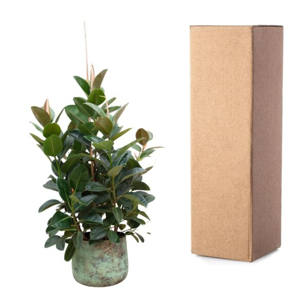 Ficus Robusta vertakt en pot Ø38cm. Plante verte type Ficus Robusta vertakt, livrée en pot, idéale pour intérieur lumineux. – Image 3