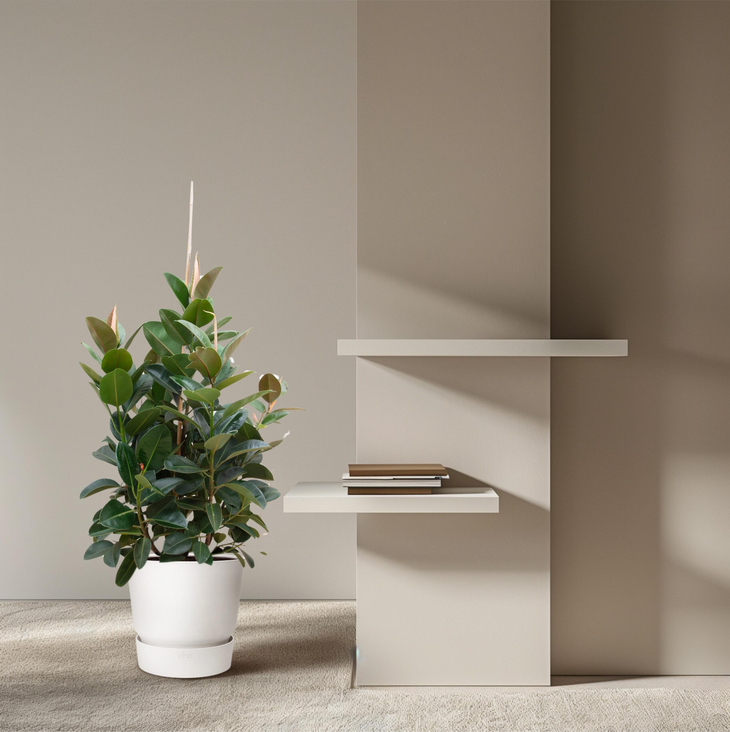 Ficus Robusta vertakt en pot Ø38cm. Plante verte type Ficus Robusta vertakt, livrée en pot, idéale pour intérieur lumineux. – Image 4