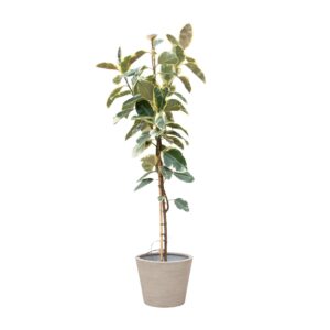 Ficus Tineke Op Stam en pot Ø30cm. Plante verte type Ficus Tineke Op Stam, livrée en pot, idéale pour intérieur lumineux.