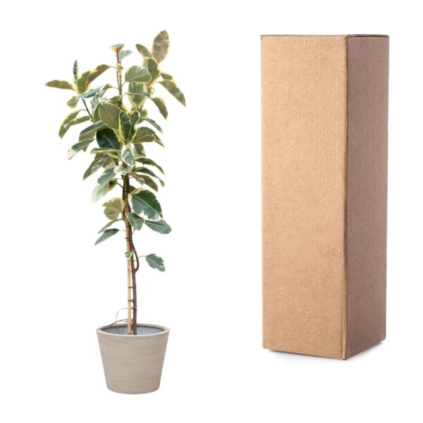 Ficus Tineke Op Stam en pot Ø30cm. Plante verte type Ficus Tineke Op Stam, livrée en pot, idéale pour intérieur lumineux. – Image 3