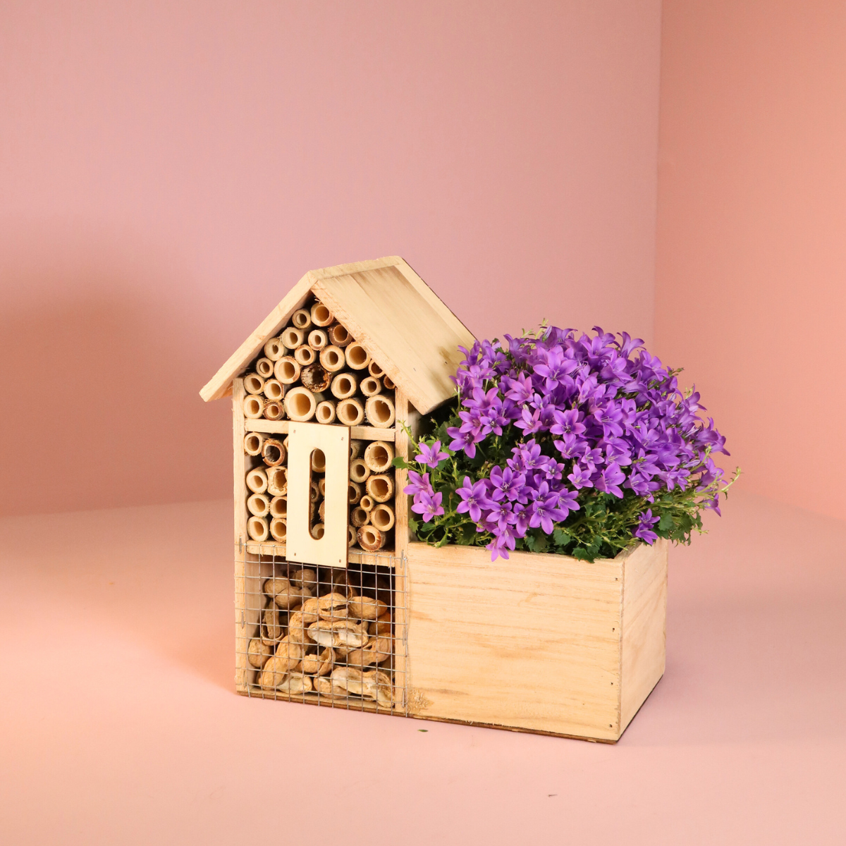 Campanula Addenda Intense Purple in insecten hotel pot en pot. Plante verte type Campanula Addenda Intense Purple in insecten hotel pot, livrée en pot, idéale pour intérieur lumineux. – Image 2