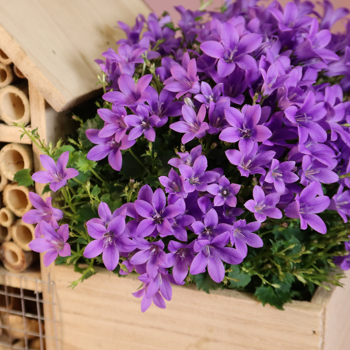 Campanula Addenda Intense Purple in insecten hotel pot en pot. Plante verte type Campanula Addenda Intense Purple in insecten hotel pot, livrée en pot, idéale pour intérieur lumineux. – Image 3