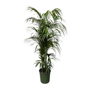 Kentia palm en pot Ø38cm. Plante verte type Kentia palm, livrée en pot, idéale pour intérieur lumineux.